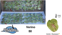 Anthurium Verino 9cm Hd