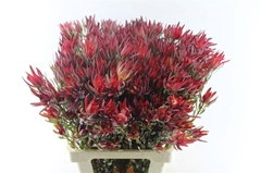 Leucadendron Salignum Blush 70cm Spray