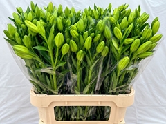 Lily La Larino 65cm 3+