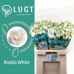 Eustoma Double Rosita White 70cm