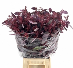 Eucalyptus Populus Per Bunch 60cm 300gr.
