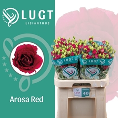 Eustoma Double Arosa Red 70cm