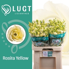Eustoma Double Rosita Yellow 70cm
