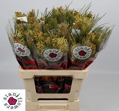 Grevilia Spiderman 60cm