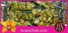 Cymbidium Esther 80cm