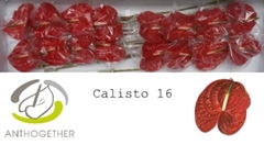 Anthurium Calisto 11cm Hd