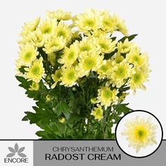 Chrysanth Spray Radost Cream 65cm 65gr.
