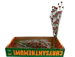 Capsicum Red Per Bunch 80cm