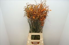 Crocosmia Lucifer 80cm