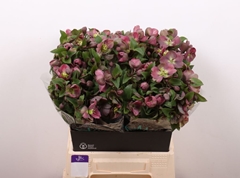 Helleborus Classic Grace 45cm