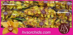 Cymbidium Esther 60cm