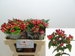 Hypericum Magical Triumph 50cm