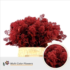 Skimmia Painted Red Per Bunch 45cm
