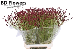 Sanguisorba Officinalis Tough Dream 100cm