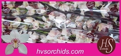 Cymbidium Mrs. Sugar Lee 60cm