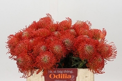 Leucospermum Succession 35cm