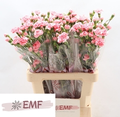 Dianthus Spray Bubble Gum 65cm