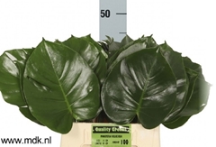 Monstera Leaf 45cm 15cm Hd