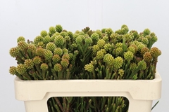 Brunia Fragarioides 50cm