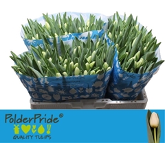 Tulip Single Antarctica 40cm 33gr.