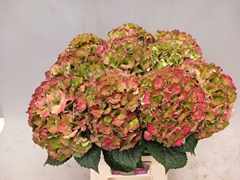 Hydrangea Royal Palace Classic 60cm 18-20cm Hd