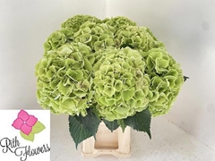 Hydrangea My Beautiful Heaven 60cm 19-21cm Hd