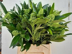 Skimmia Kew Green Per Bunch 45cm