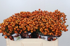 Rosa Hiphop Sunset 50cm