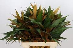 Grevi Baileyana 60cm
