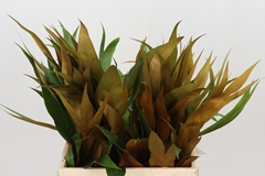 Grevi Baileyana 40cm