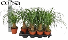 Beaucarnea Recurvata 14Ø 60cm