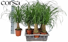 Beaucarnea Recurvata 17Ø 75cm