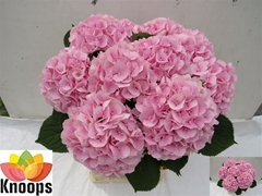 Hydrangea Verena 80cm 19-21cm Hd