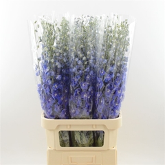 Delphinium Double Dewi Blue Star 100cm