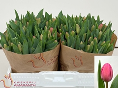 Tulip Single Carola 35cm 33gr.