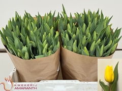 Tulip Single Strong Gold 40cm 35gr.