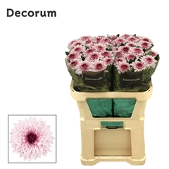 Chrysanth Single Pip Pretty 70cm 85gr.