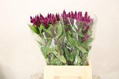 Celosia Celway Purple 40cm