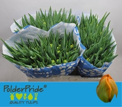 Tulip Double Icoon 40cm 35gr.