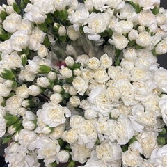 Dianthus Spray White Fleurette 60cm