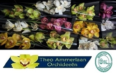 Cymbidium Mix 50cm