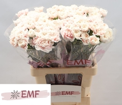 Dianthus Single Altair 65cm