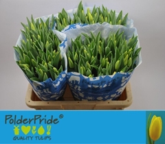 Tulip Single Strong Gold 40cm 35gr.
