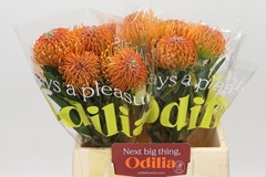 Leucospermum Ayoba Peach 40cm
