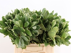 Pittosporum Tobira Ilan 40cm