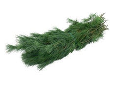 Pinus Strobus Per Kilo 90cm
