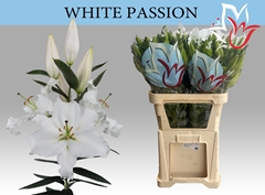 Lily Oriental White Passion 80cm 3+