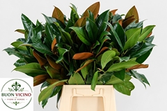 Magnolia Grandiflora 60cm