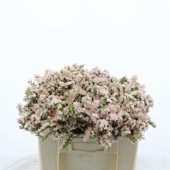 Limonium Sinuatum Apricot Sun Birds 50cm 20gr.