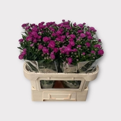 Aster Flash 70cm 15gr.